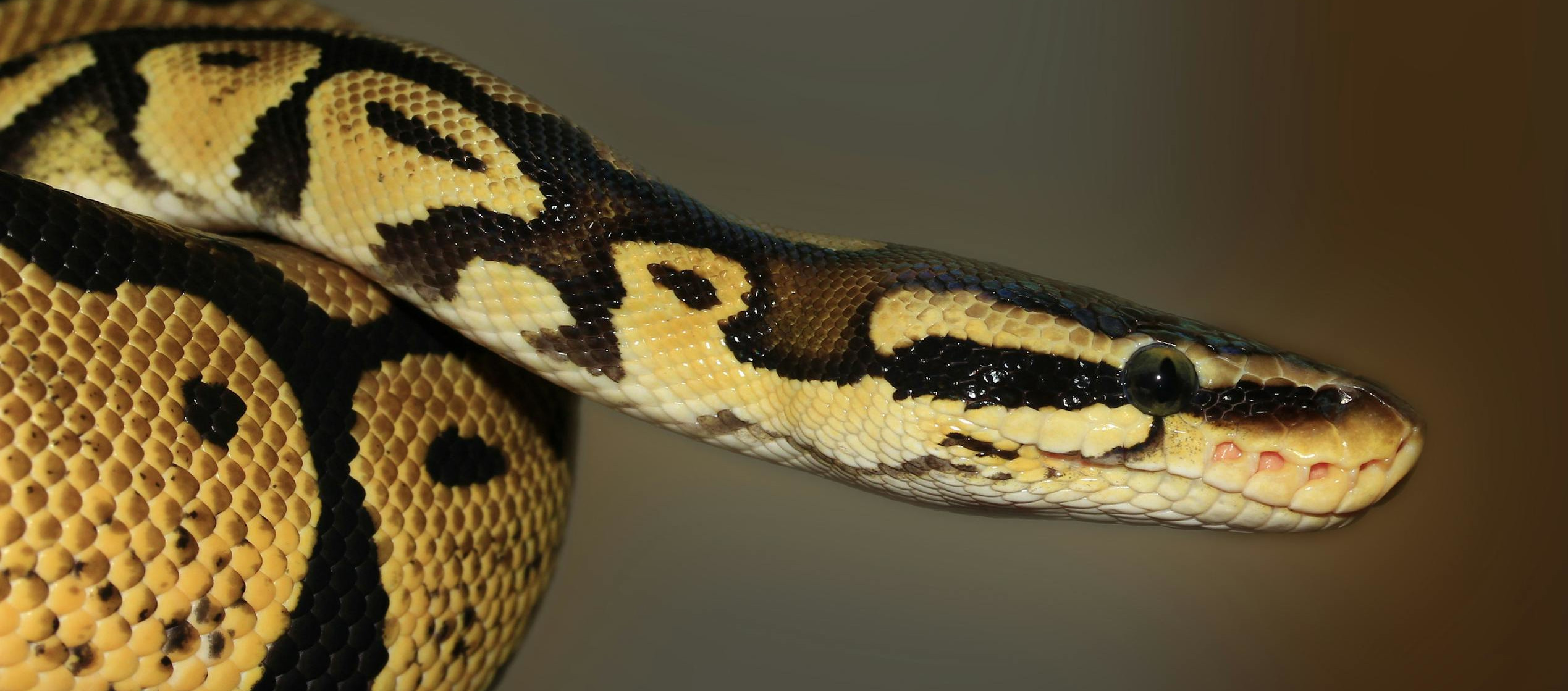 Una serpiente